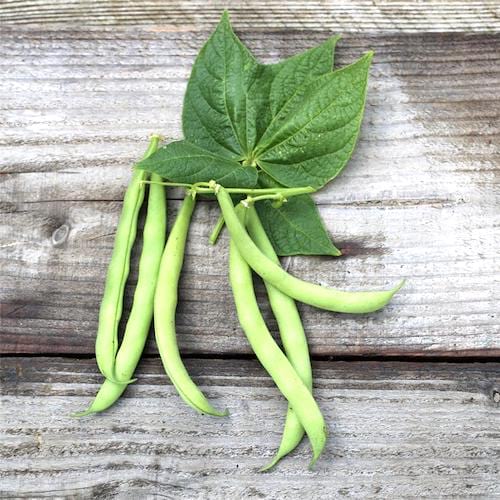 Des haricots de la variété "Contender" mangetout.