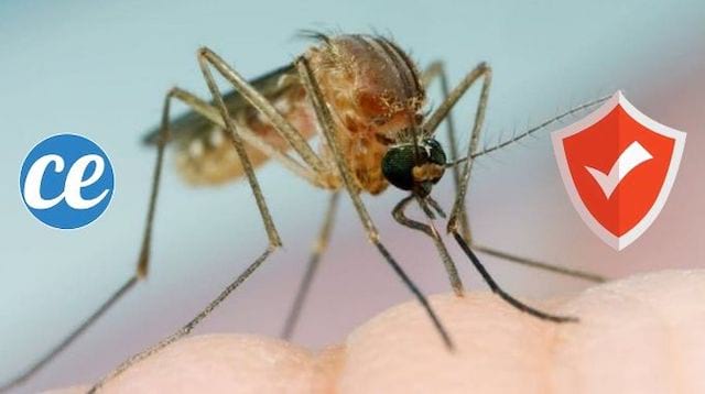 Moustique qui est en train de piquer la peau de quelqu'un