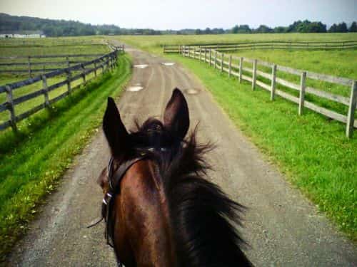 Parler à son cheval pour le rassurer