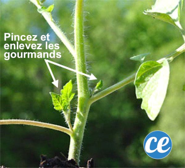 Pour faire pousser de belles tomates, enlevez les "gourmands" qui se forment à l’aisselle des feuilles.
