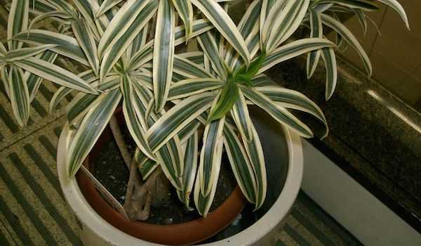 Plante dracaena est une plante dépolluante pour la maison
