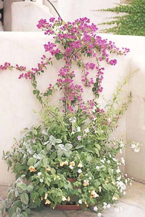 Des plantes grimpantes qui longent le mur