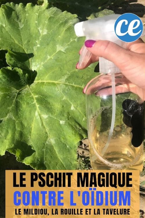 Découvrez la recette naturelle du spray pur lutter contre le mildiou et l'oïdium