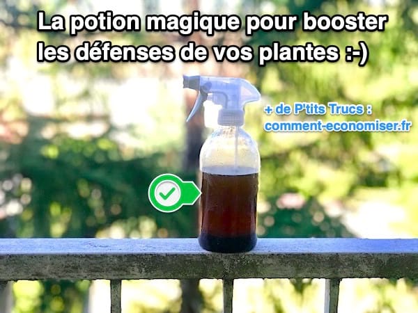 Potion magique pour booster les défenses de vos plantes naturellement