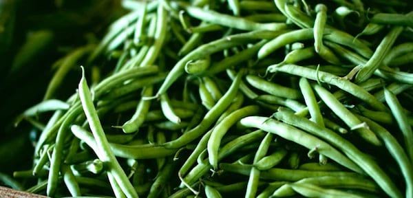 Un tas de délicieux haricots verts fraîchement cueillis du jardin.
