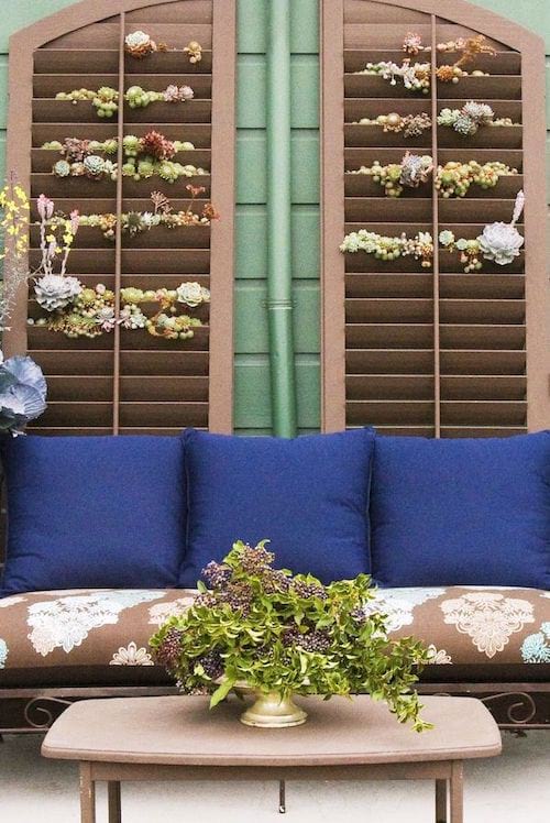 Deux volets contre un mur extérieur avec des plantes succulentes