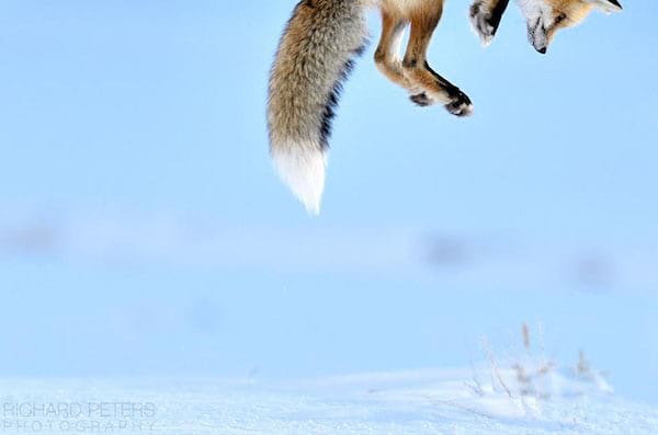 Renard en l'air au dessus de la glace