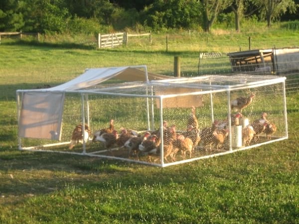 parc pour poules diy tuyau PVC