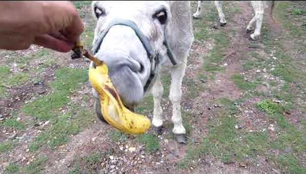 donnez des peaux de banane aux animaux