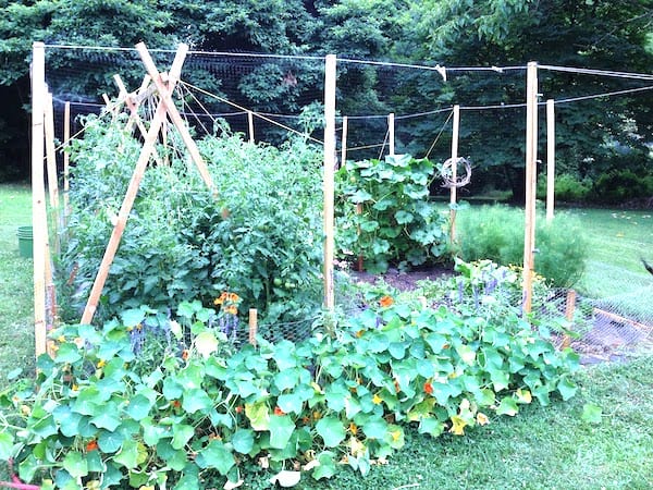 fleurs qui attirent les pucerons dans le potager