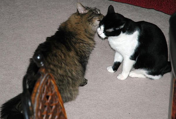 Deux chats qui s'amusent entre eux