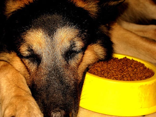 Chien qui dort à côté de son bol jaune