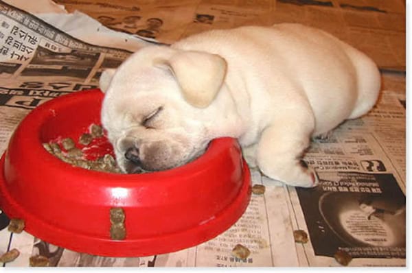 Chiot blanc qui dort dans son bol rouge de nourriture