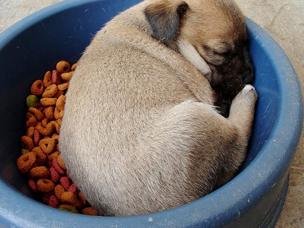 Chiot qui dort dans son bol sur ça nourriture