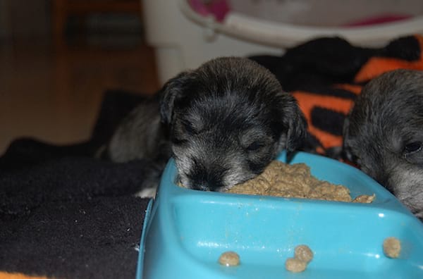 Chiot noir qui dort sur son bol de nourriture bleu