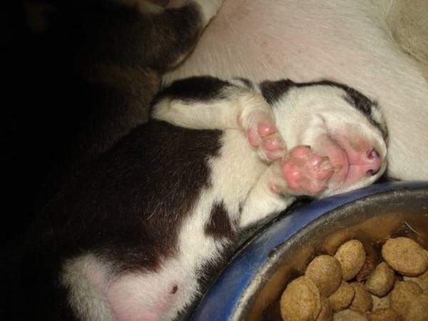 Chiot qui dort les pattes à l'air près de son bol de nourriture