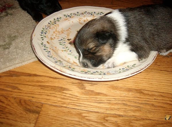 Chiot qui dort dans une assiette