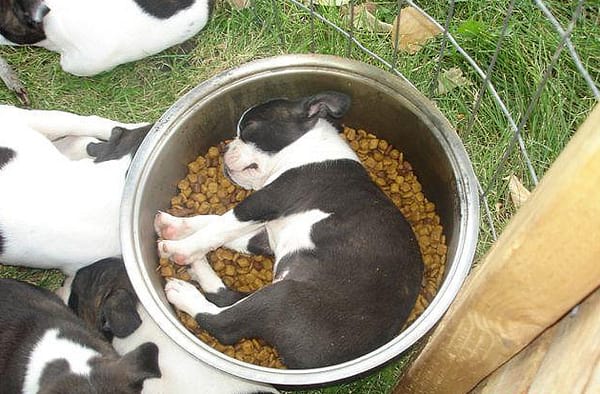 Chiot qui dort dans son bol sur ça nourriture