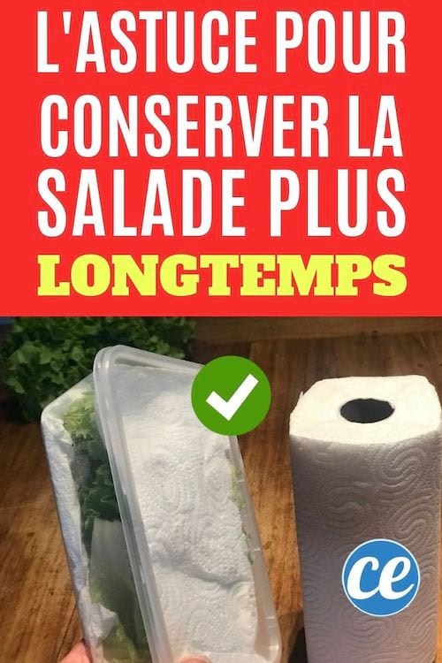 Wie man Salat länger haltbar macht, indem man ihn in eine Plastikbox legt