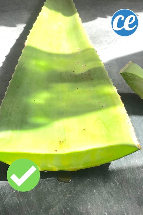 Coupez une feuille d'aloe vera d'environ 20 cm de longueur.