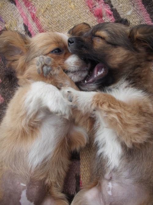 Deux chihuahua qui s'amusent