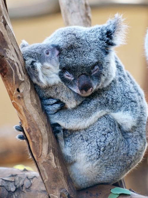 Deux koala qui s'enlacent sur un arbre