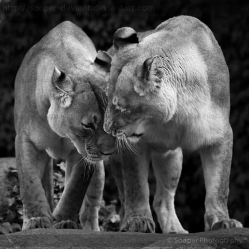 Deux lionnes proches en noir et blanc