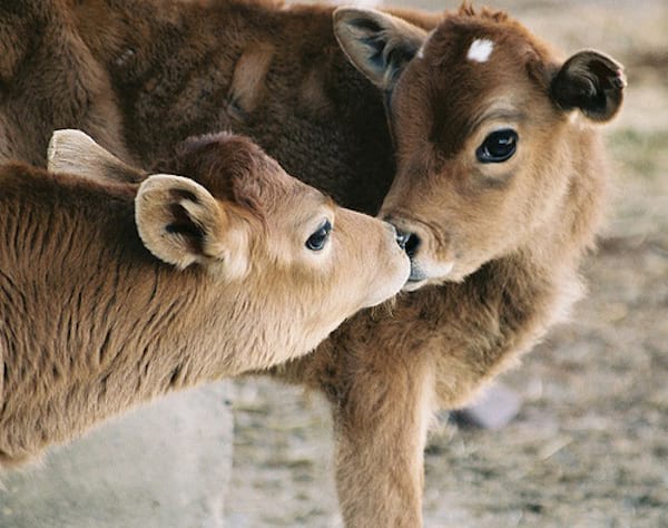 Deux vaches marron qui collent leurs museau