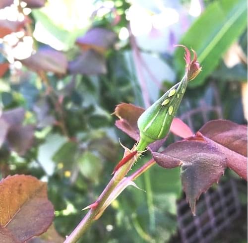 produit anti puceron naturel avec liquide vaisselle