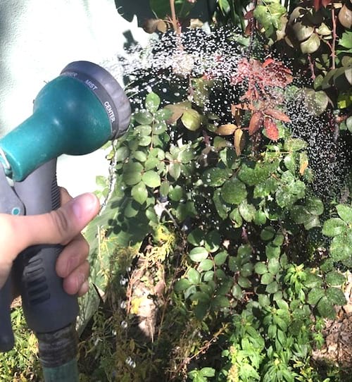 arroser les feuilles pour se débarrasser des pucerons