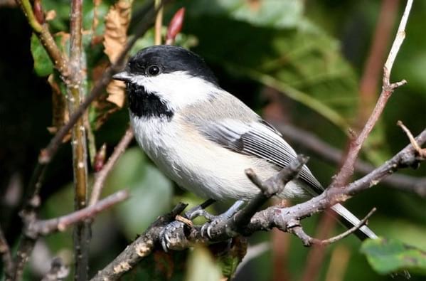 oiseaux solutions anti pucerons