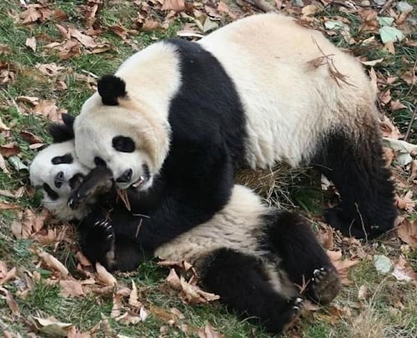 Deux pandas qui s'amusent sur de l'herbe