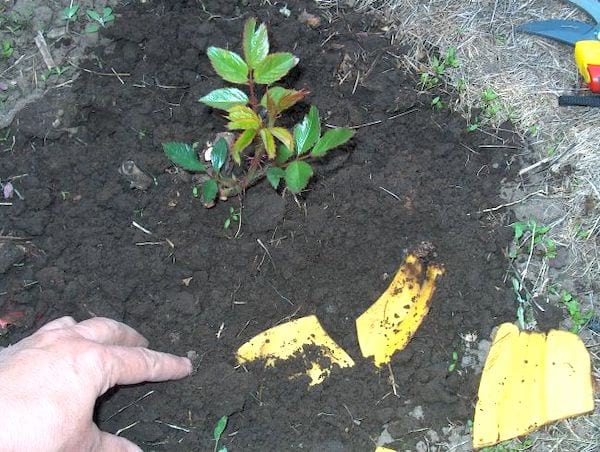 mettre des peaux de banane en plantant les semis