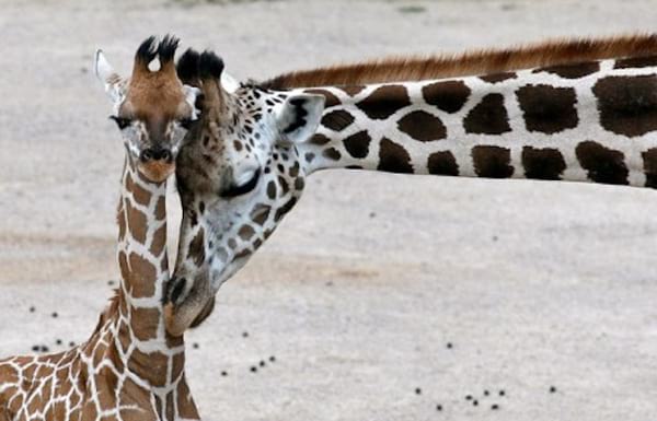 39 Photos De Bebes Girafes Qui Vont Vous Donner Le Sourire Pour La Journee