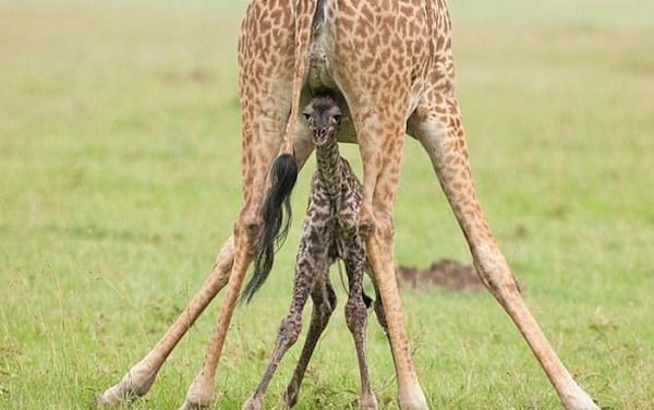 Bébé girafe sous girafe adulte