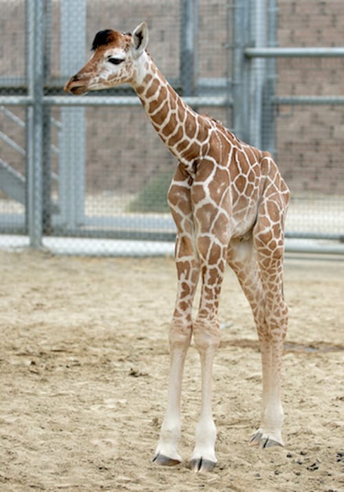 39 Photos De Bebes Girafes Qui Vont Vous Donner Le Sourire Pour La Journee