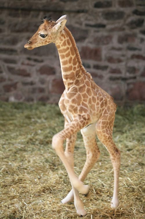 39 Photos De Bebes Girafes Qui Vont Vous Donner Le Sourire Pour La Journee