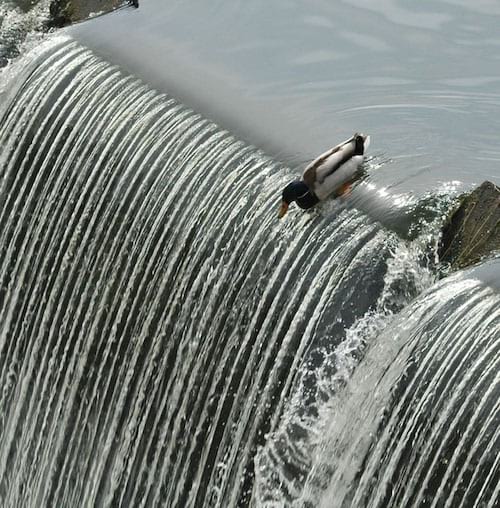 Canard au dessus d'une chute d'eau