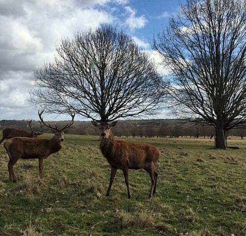 Plusieurs cerf situé dans une forêt