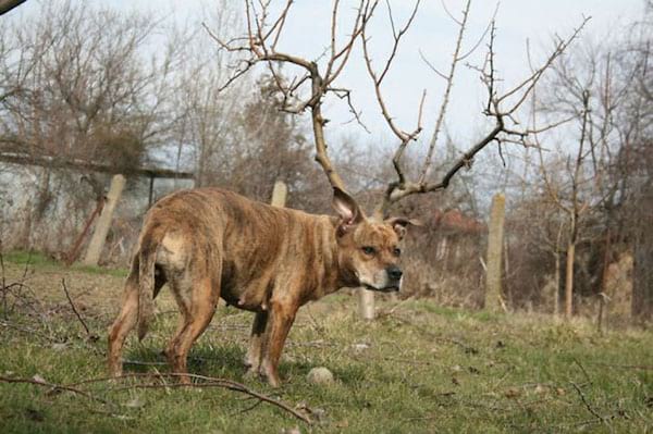 Chien clair regardant au loin avec un arbre sans feuilles en arrière plan