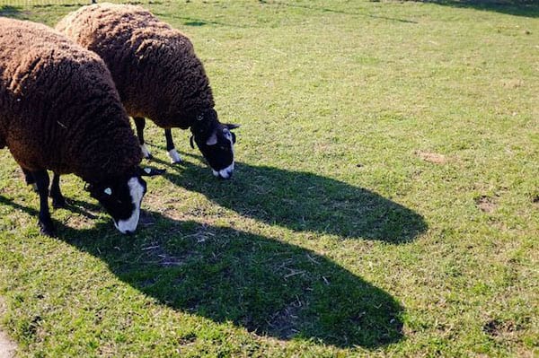 Deux moutons côte à côte entrain de manger l'herbe en même temps