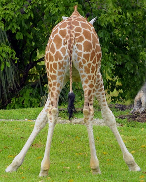Le derrière d'une girafe