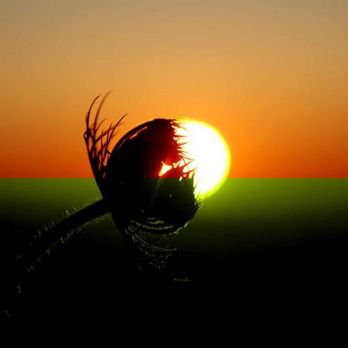Une fleur courbée devant la moitié du soleil en arrière plan