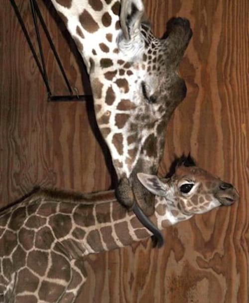 Girafe adulte qui prend soin de son petit
