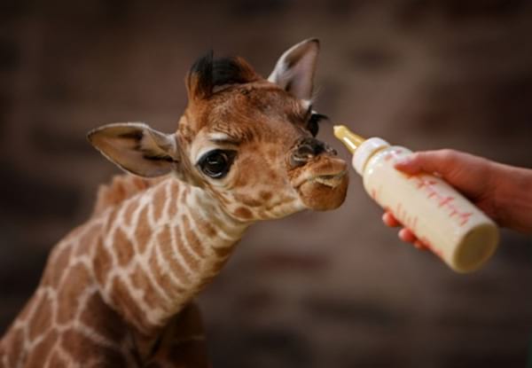 Bébé girafe prenant le biberon