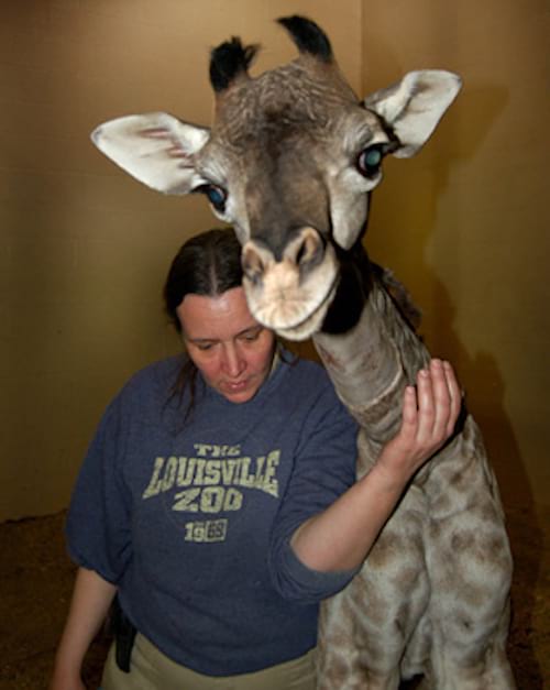 Girafe avec une femme