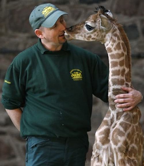 Homme entourant une girafe avec son bras gauche