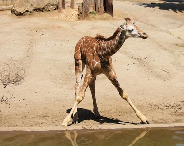 Girafe au bord de l'eau avec les jambes écartées