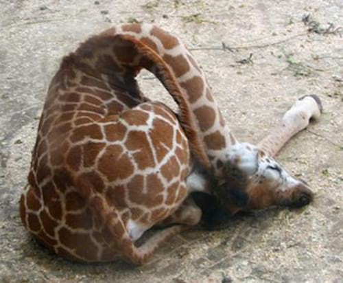 Girafe qui dort sur le sol