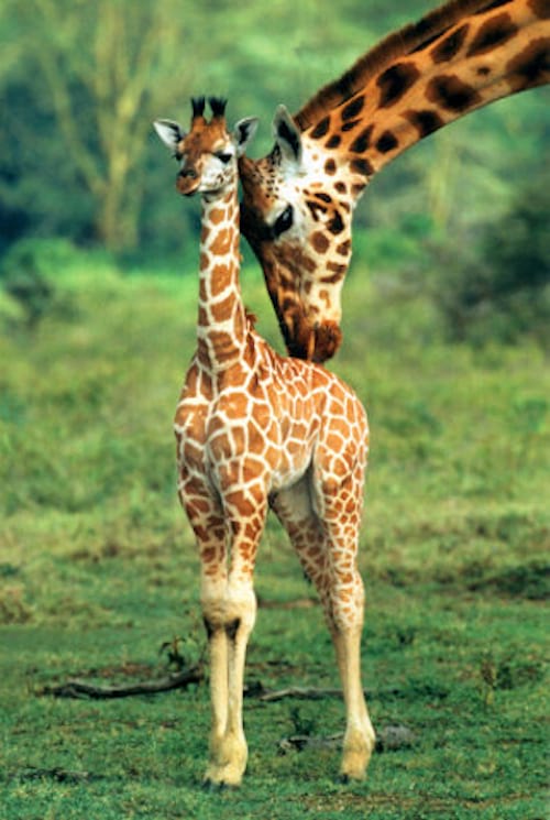 Comment S'appelle Le Petit De La Girafe 39 Photos De Bébés Girafes Qui Vont Vous Donner le Sourire Pour la Journée.